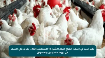 تغير جديد في أسعار الفراخ اليوم الاثنين 18 أغسطس 2025.. تعرف على السعر في بورصة الدواجن والأسواق